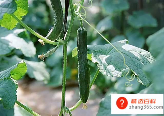 十大打农药最多的菜有哪些?