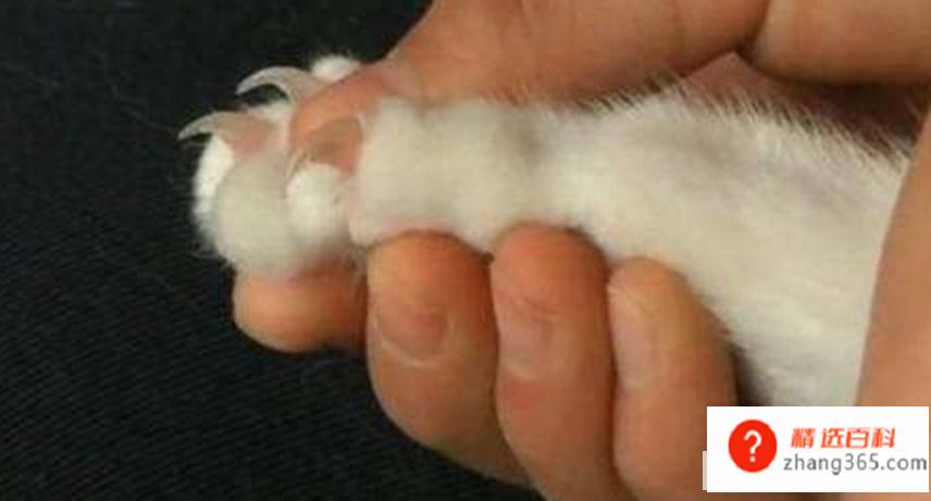 怎样给猫咪剪指甲最正确(给猫咪修剪指甲需要注意什么)