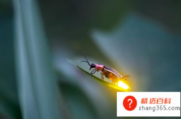 萤火虫为什么会发光？