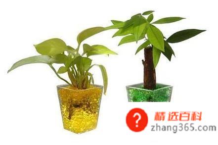 怎样正确使用水晶泥(水晶泥怎么种植)