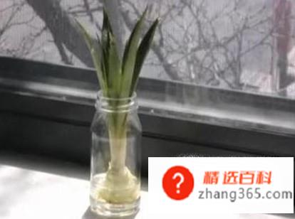 菠萝头子的种植方法