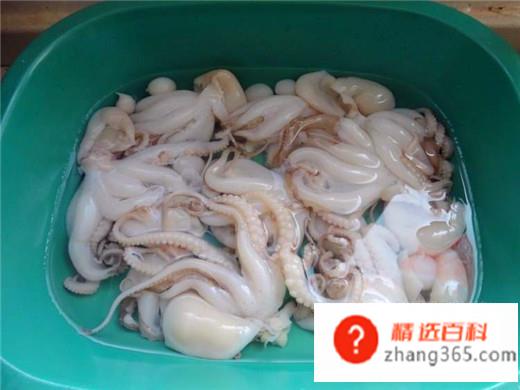 八爪鱼怎么清洗(清洗八爪鱼的时候要先用清水冲洗)