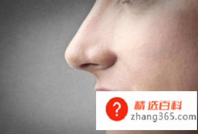 人的鼻子为什么是软骨