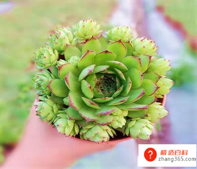 多肉观音莲怎么养才能爆盆(多肉观音莲生长需要注意什么)