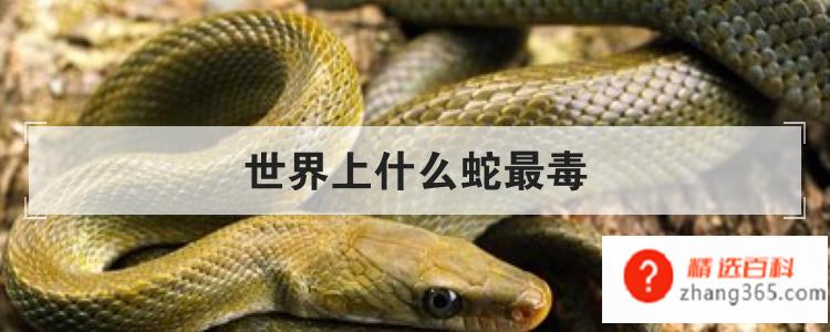 世界上什么蛇最毒