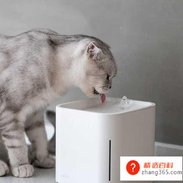 养猫需要准备什么东西(新手养猫需要具体准备什么)