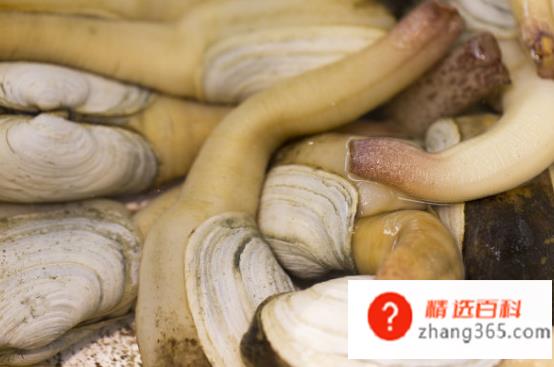 象拔蚌的做法