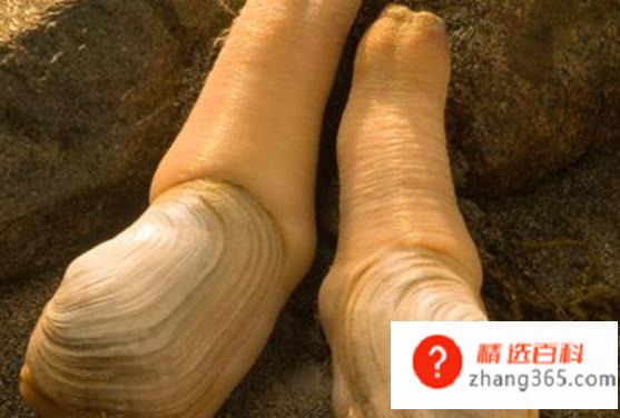 象拔蚌的做法