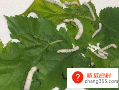 生活日记可以写什么(生活日记可以写生活中的点点滴滴)