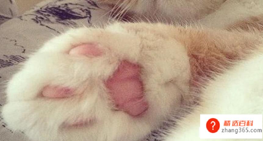 怎样给猫咪剪指甲最正确(给猫咪修剪指甲需要注意什么)