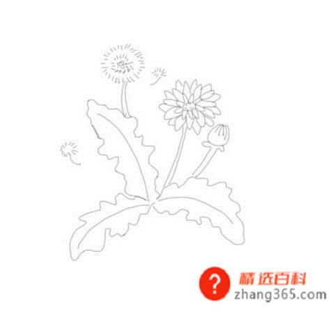 蒲公英的简笔画(简笔画蒲公英是怎么画的)