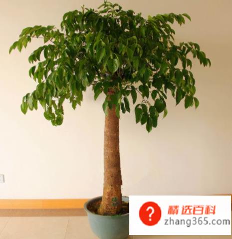 搬家送什么礼物好(朋友搬家时可以送红包、发财树、字画、花瓶、幸福树、床上用品、)