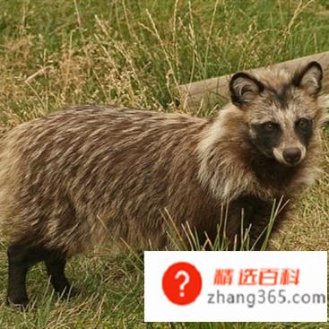 貉子是什么动物