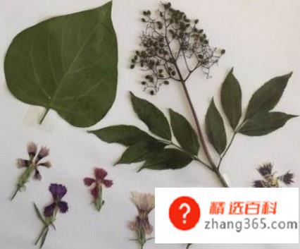 小标本怎么做