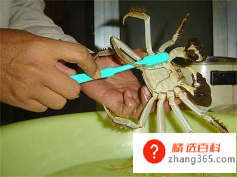 教你怎样洗螃蟹(教你清洗螃蟹的正确方法)