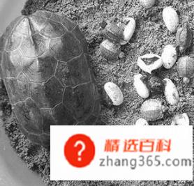 乌龟怎么养才能生蛋(乌龟怎么能让它生蛋)