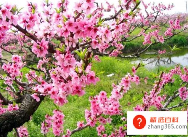 桃花什么时候开