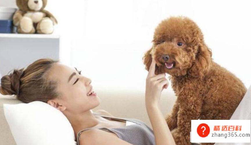 养泰迪犬有什么坏处