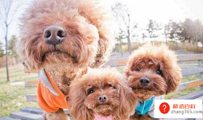 养泰迪犬有什么坏处