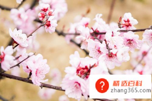 10首描写桃花的古诗有哪些?