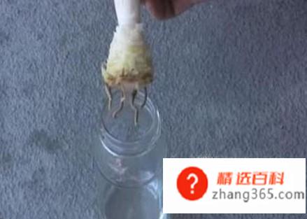 菠萝头子的种植方法