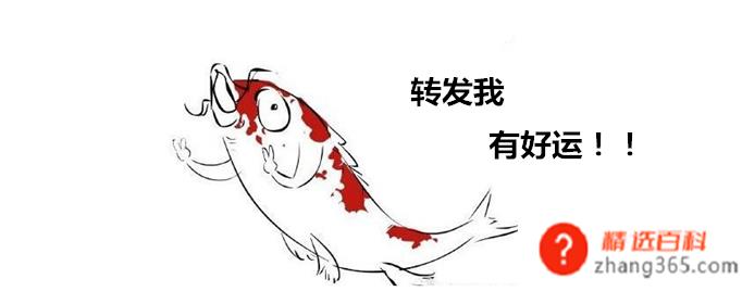 朋友圈的锦鲤是什么梗？