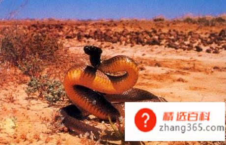 世界上什么蛇最毒