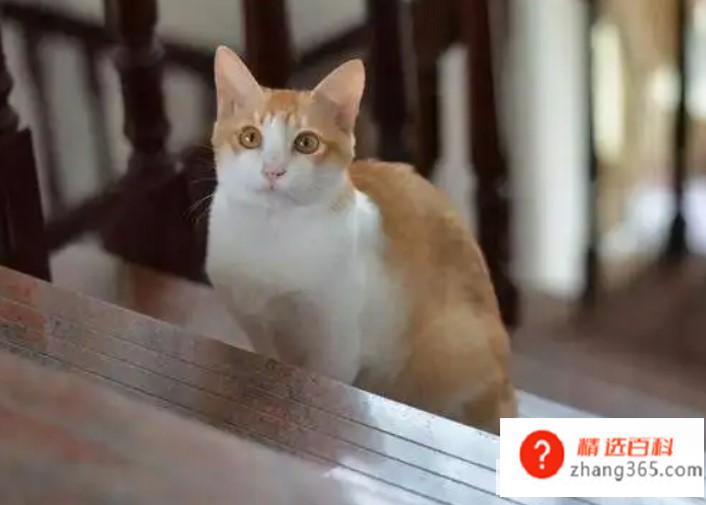 两只猫总是打架怎么办(家里两只猫总是在打架吗)