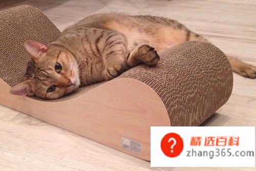 养猫需要准备什么东西(新手养猫需要具体准备什么)