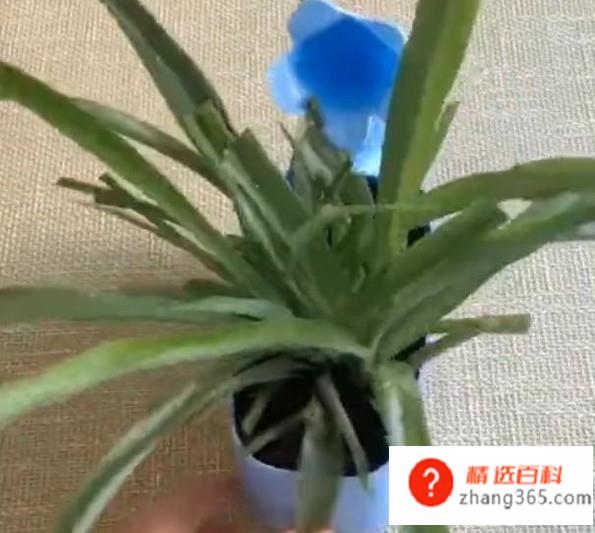 塑料手工花盆制作方法(如何制作一个塑料手工花盆)