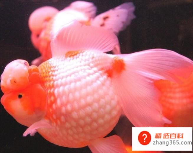 狮子头金鱼的饲养方法(鱼类中狮子头金鱼备受人们欢迎)