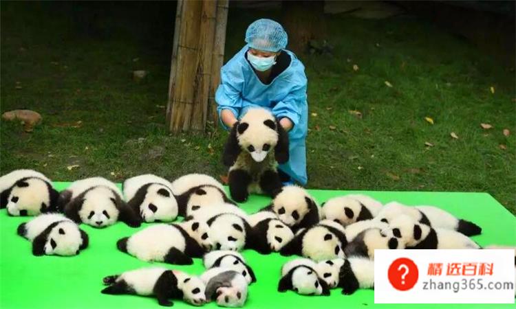 大熊猫寿命是多少年(大熊猫的寿命是多少年)