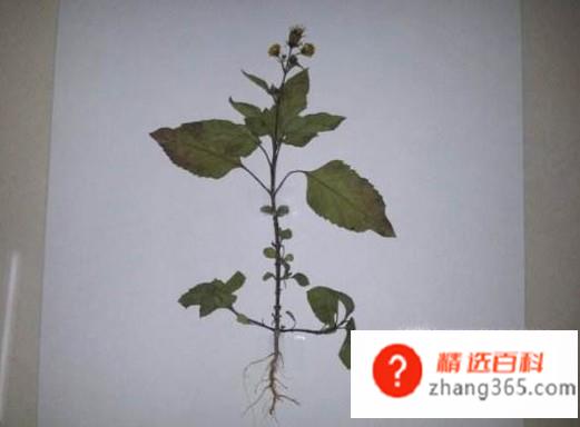 小标本怎么做