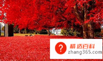 香山红叶是什么树