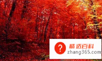 香山红叶是什么树