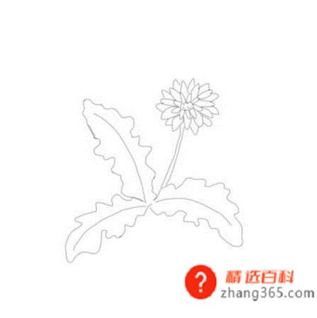 蒲公英的简笔画(简笔画蒲公英是怎么画的)