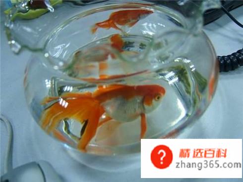 如何用自己家的自来水养小金鱼（养鱼新手）
