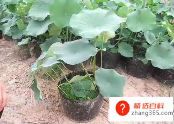 如何栽种荷花