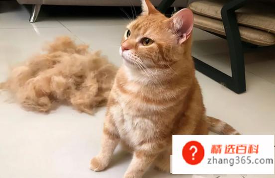 猫咪掉毛太严重怎么办