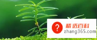 春天来了写一段话该怎么写?
