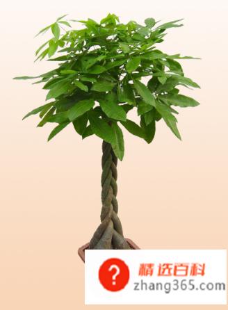 搬家送什么礼物好(朋友搬家时可以送红包、发财树、字画、花瓶、幸福树、床上用品、)