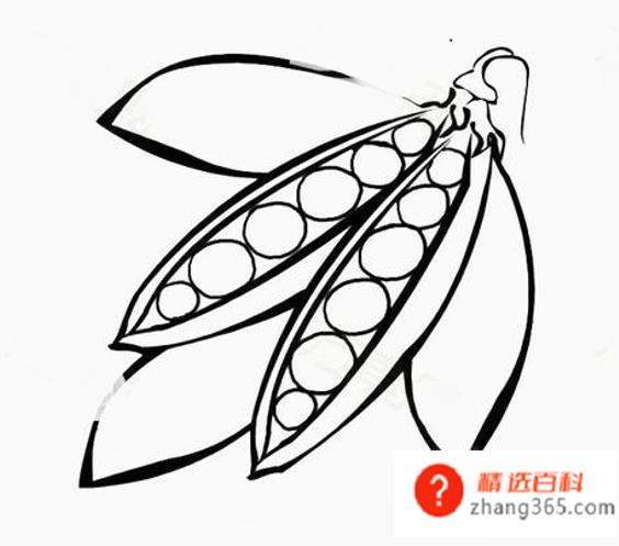 蔬菜简笔画(做菜的时候也可以带着孩子观察蔬菜)