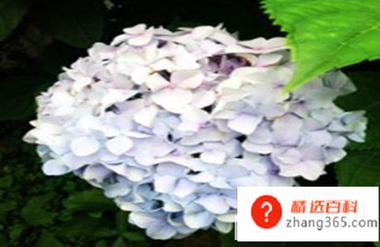 针叶天蓝绣球的繁殖方法有哪些(蓝绣球在繁殖的时候可以选择扦插或者是移栽的方式)