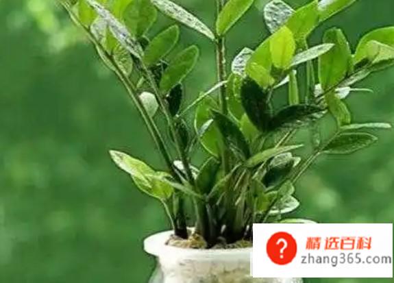 金钱树该怎么养殖(金钱树在养殖时该如何养殖比较合适)