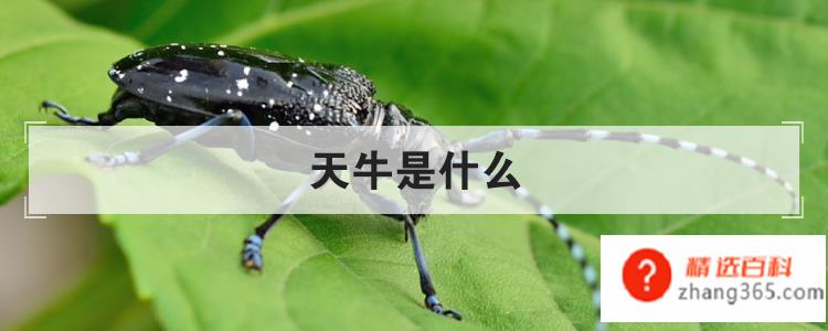 天牛是什么