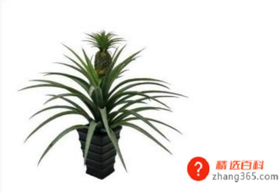 菠萝头子的种植方法