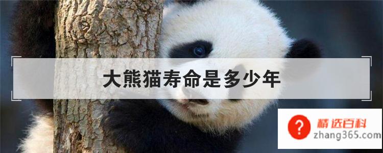 大熊猫寿命是多少年(大熊猫的寿命是多少年)