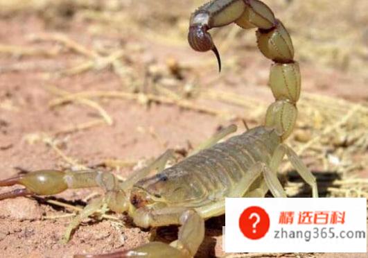 蝎子可以吃吗