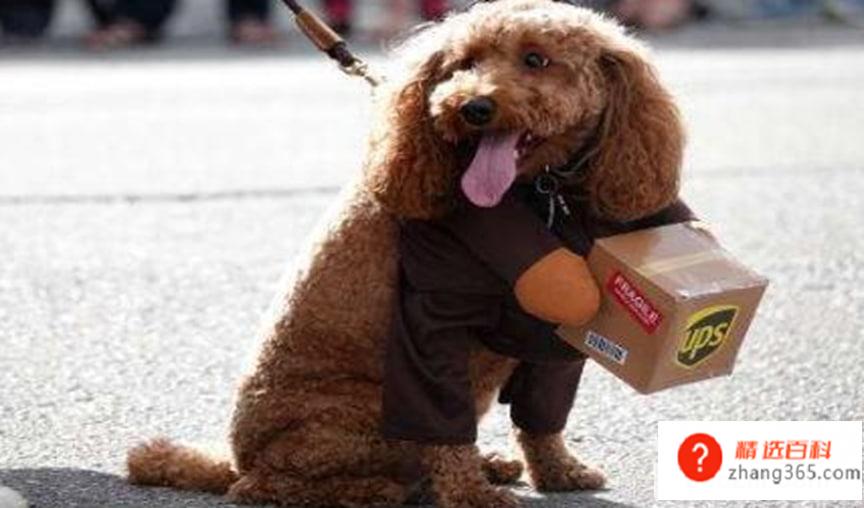 养泰迪犬有什么坏处