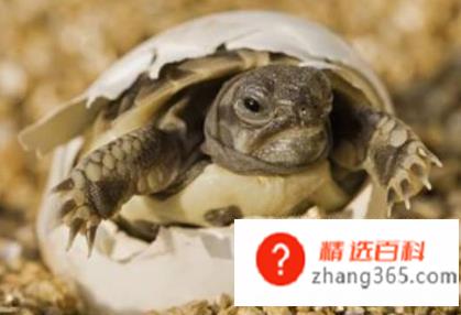 乌龟怎么养才能生蛋(乌龟怎么能让它生蛋)